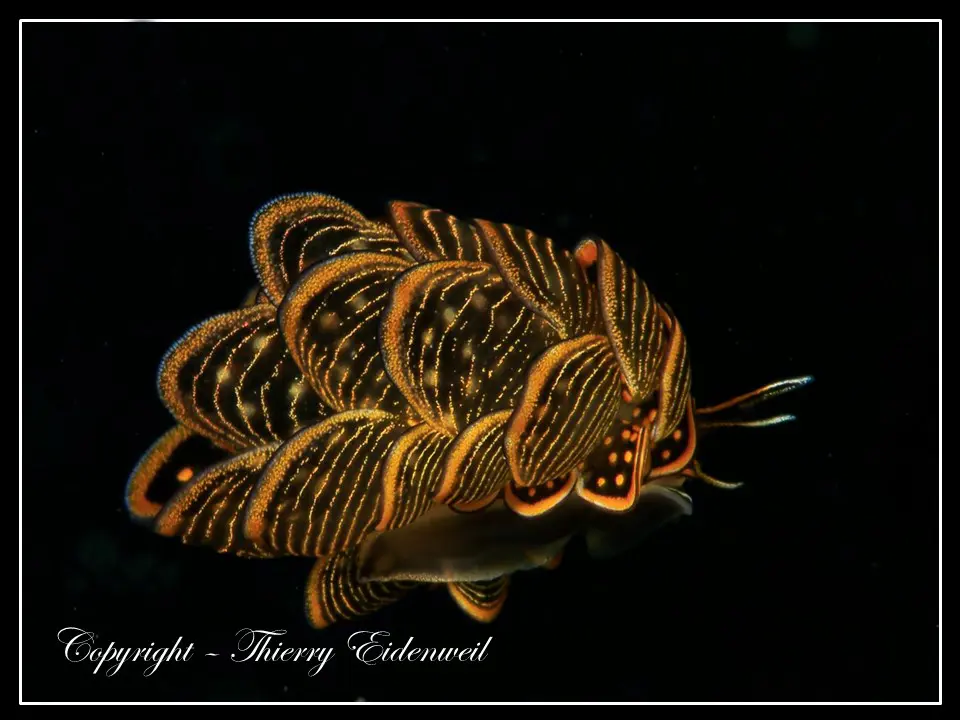 Anilao Macro Dive Media Highlight